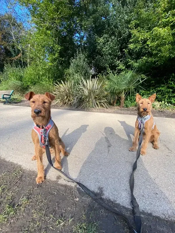 Learning development