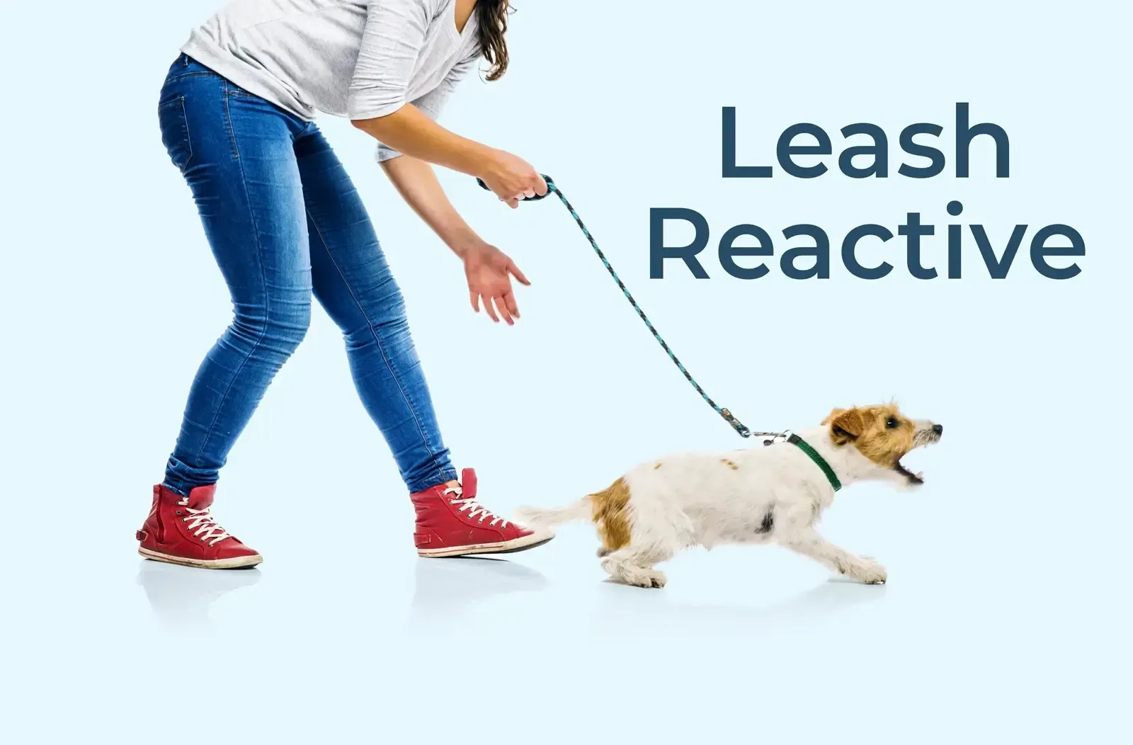 Leash Reactive