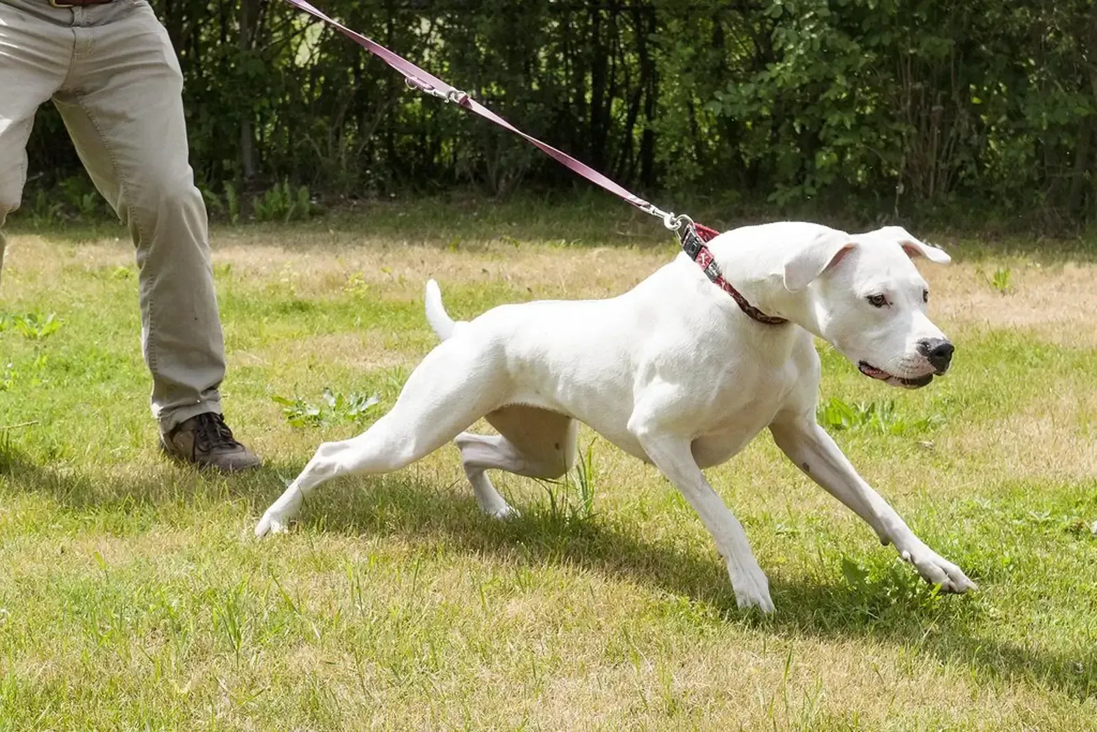 Dog pulling on the leash