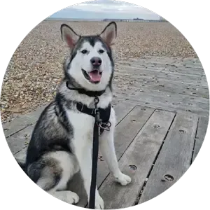 Monthly Dog Training in action