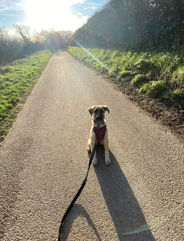 Residential Puppy Training