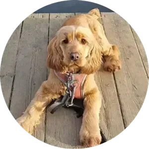 Intensive Puppy Training in action