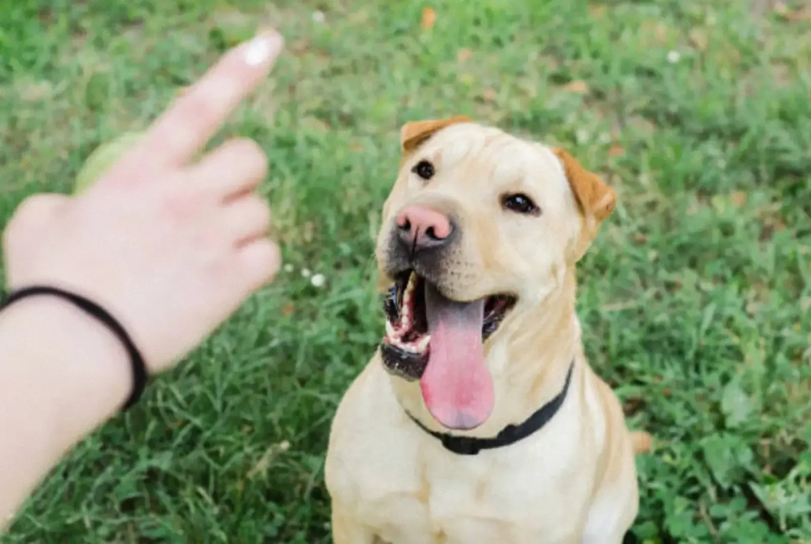 Dog training