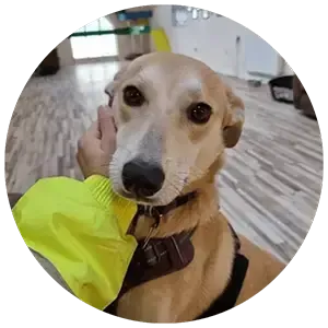 Desensitisation Training in action