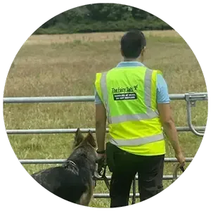 Dog Boarding School in action