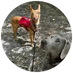 Intensive Dog Training in action