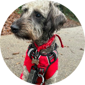 Booster Dog Training session