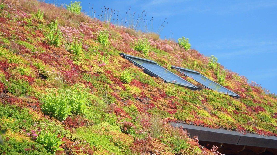 Dachbegrünung Herford