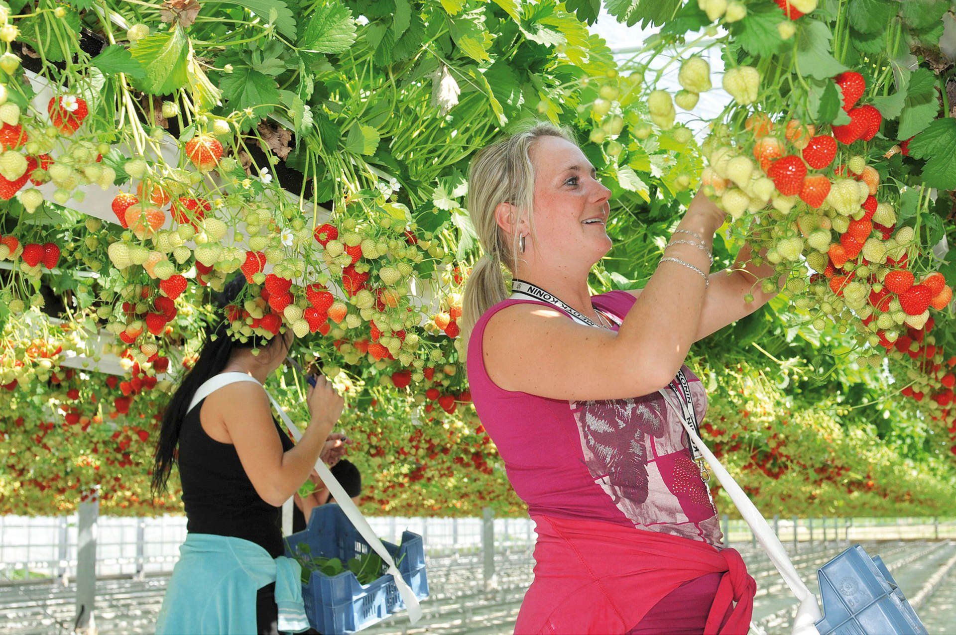 Spargel- und Erdbeerhof Bonnacker Spargel- und Erdbeerhof Bonnacker
