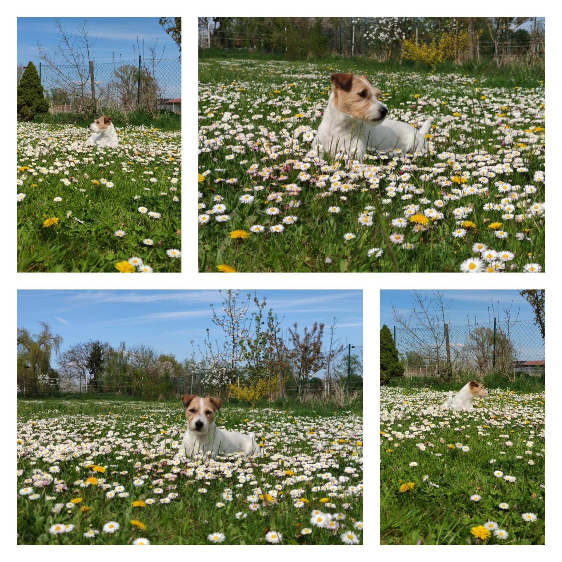 Happy liebt es im Garten herumzulümmeln