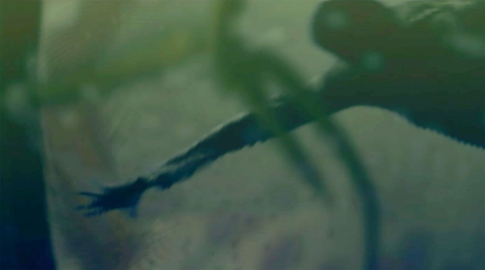 „Anamnesie „Anamnesie