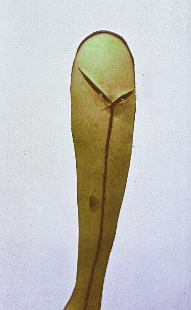 Sebastian Bieniek Performance, 1999, Hand without a Body, blutsäule, blutet, Festival der Jungen experimentellen Kunst, Postfuhramt Berlin, Blut, aufgeschnittene Hand, geritzt Sebastian Bieniek Performance, 1999, Hand without a Body, blutsäule, blutet, Festival der Jungen experimentellen Kunst, Postfuhramt Berlin, Blut, aufgeschnittene Hand, geritzt