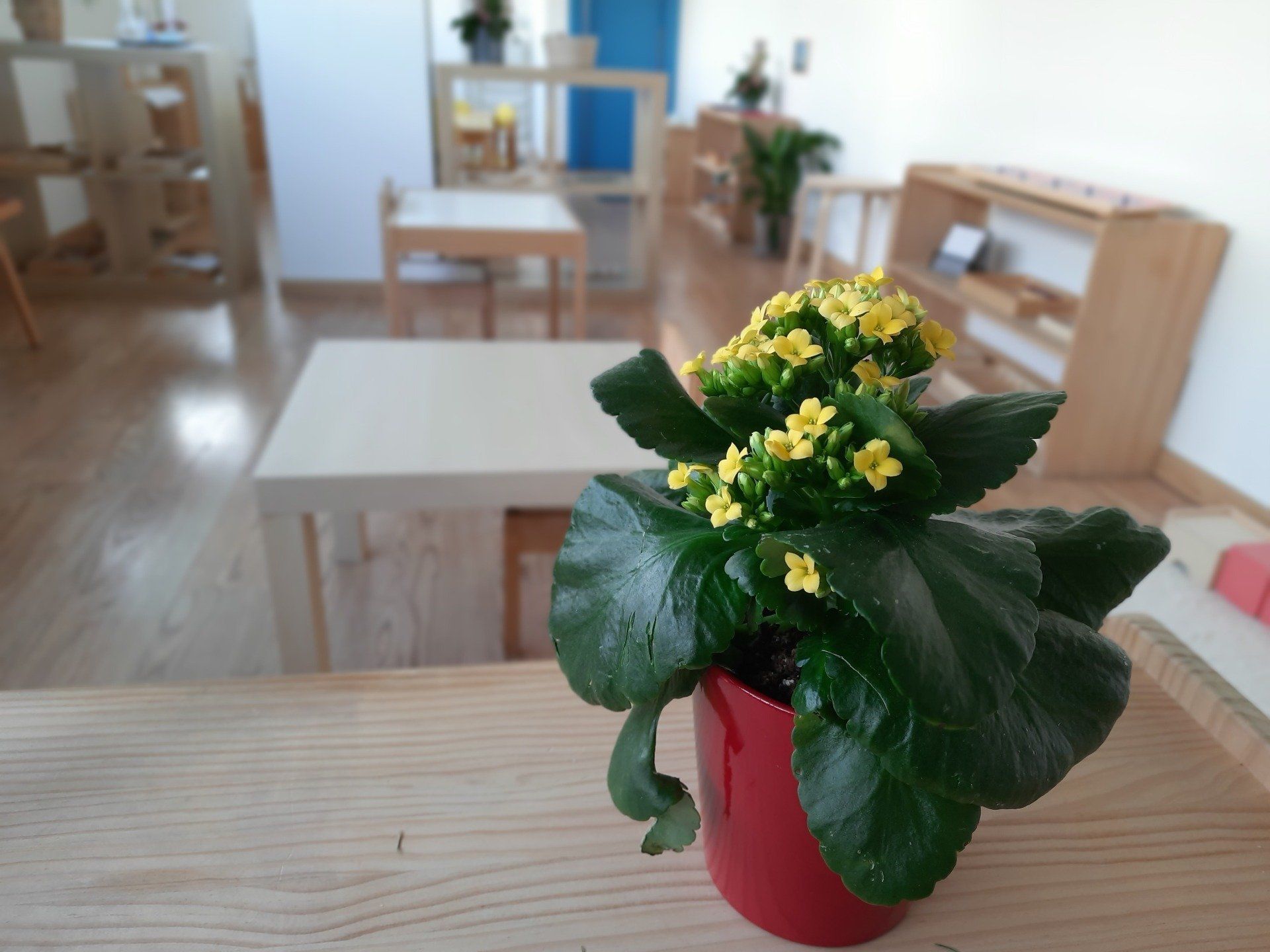 Detalle estantería aula Comunidad infantil en Escuela Montessori Boadilla Foto arreglo plantas Comunidad Infantil en Escuela Montessori Boadilla