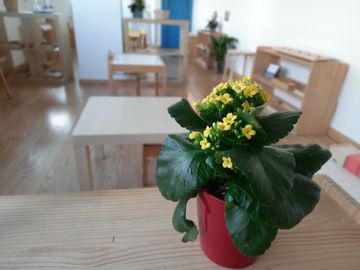 Foto arreglo plantas Comunidad Infantil en Escuela Montessori Boadilla