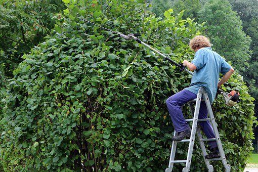 Entretien de jardin - Taille de haie à Salon de Provence