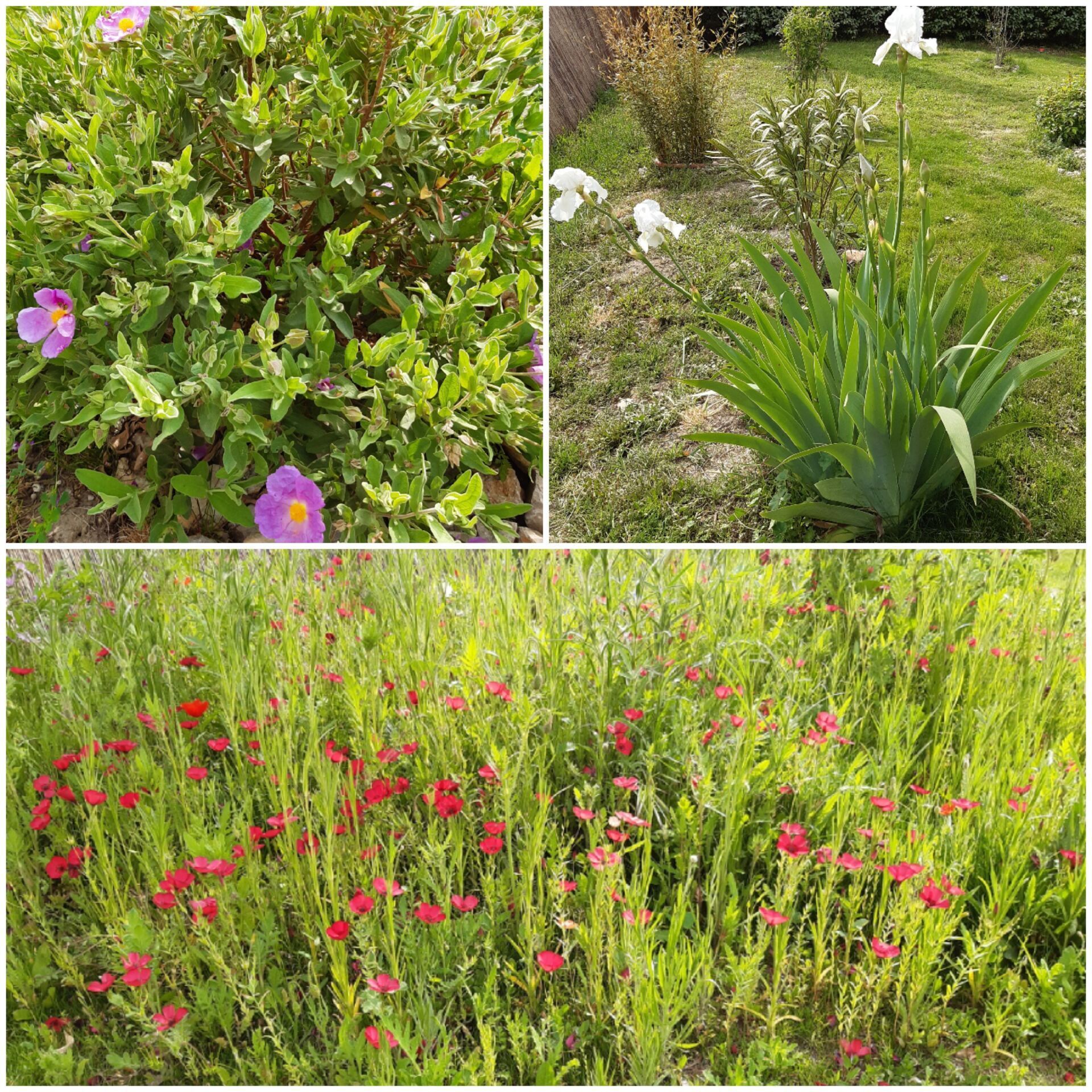 Création de jardin ROGNES près de LAMBESC