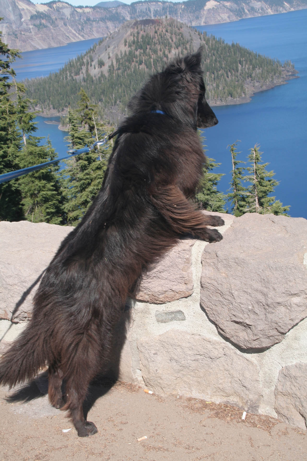 Meine Groenendael-Hündin Eyleen, Groenendael, Belgischer Schäferhund am Crater Lake in Oregon