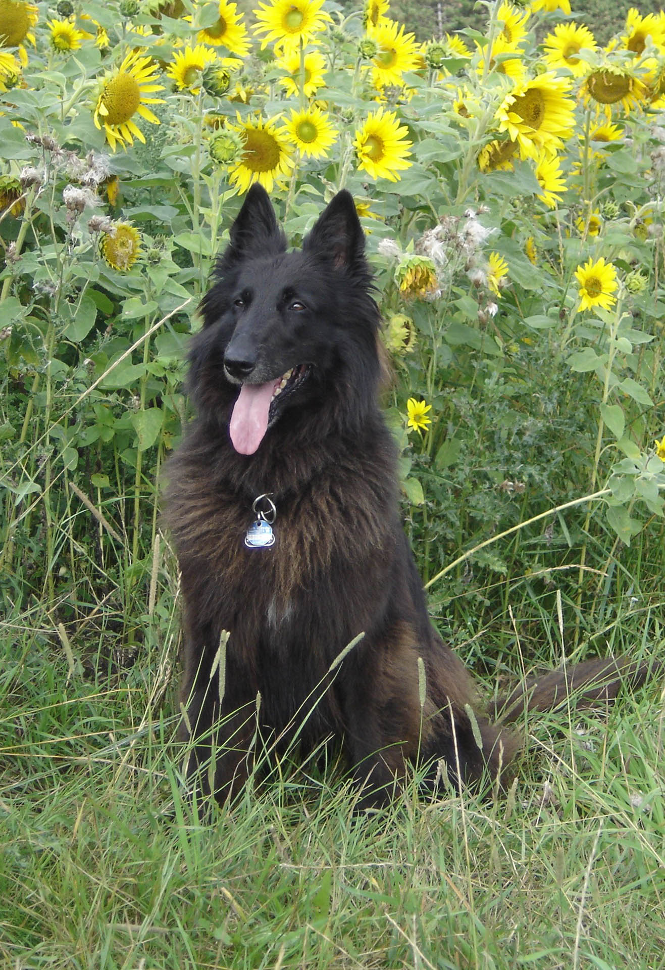 Meine Groenendaelhündin Eyleen Belgischer Schäferhund, Groenendael, Groenendael als Romanhund