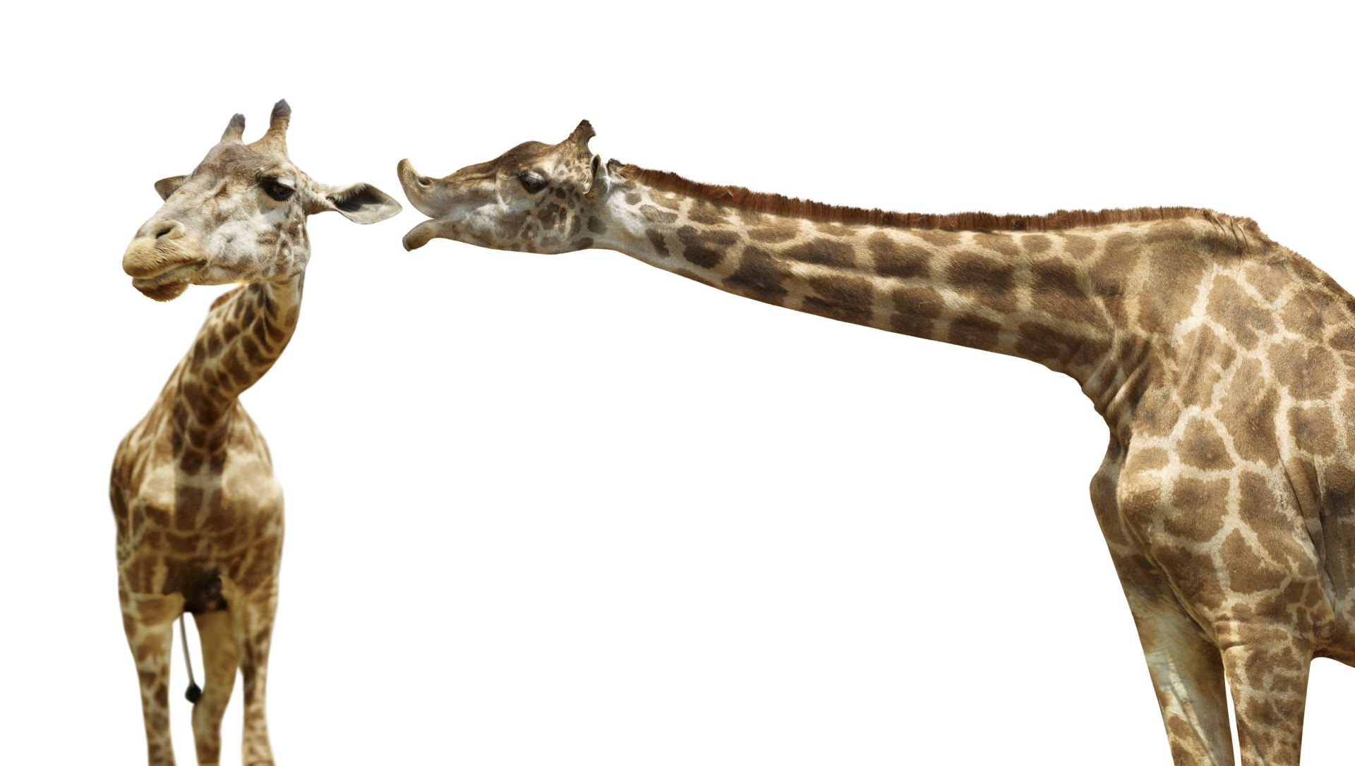 Seminare und Kommunikationstrainings nach Marshall Rosenberg, Giraffensprache