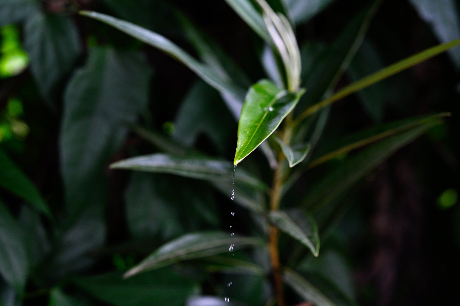Photographe : Feuille d'argent SARL Feuille d'argent