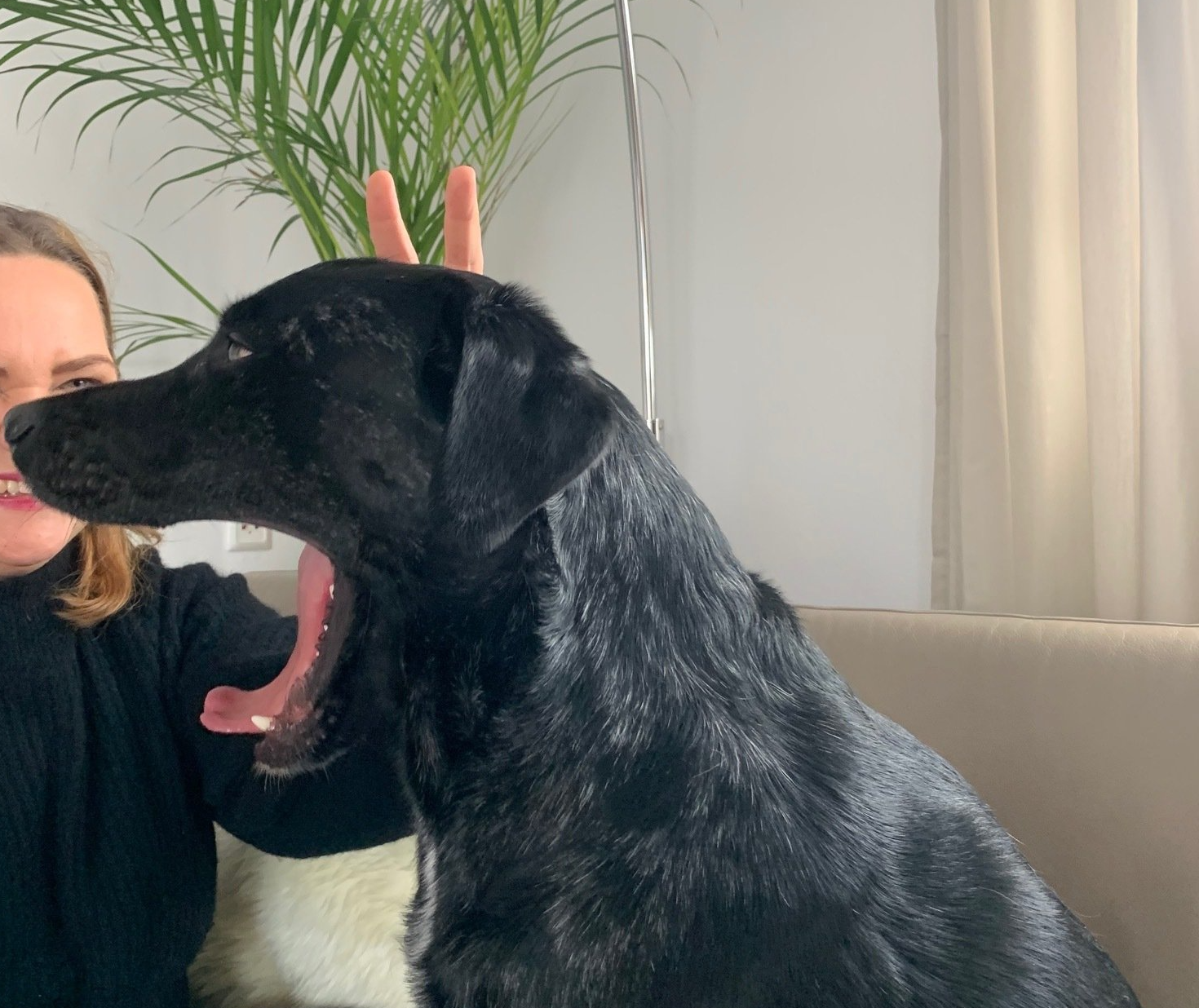 Müde gekuschelt Schwarzer Hund gähnt