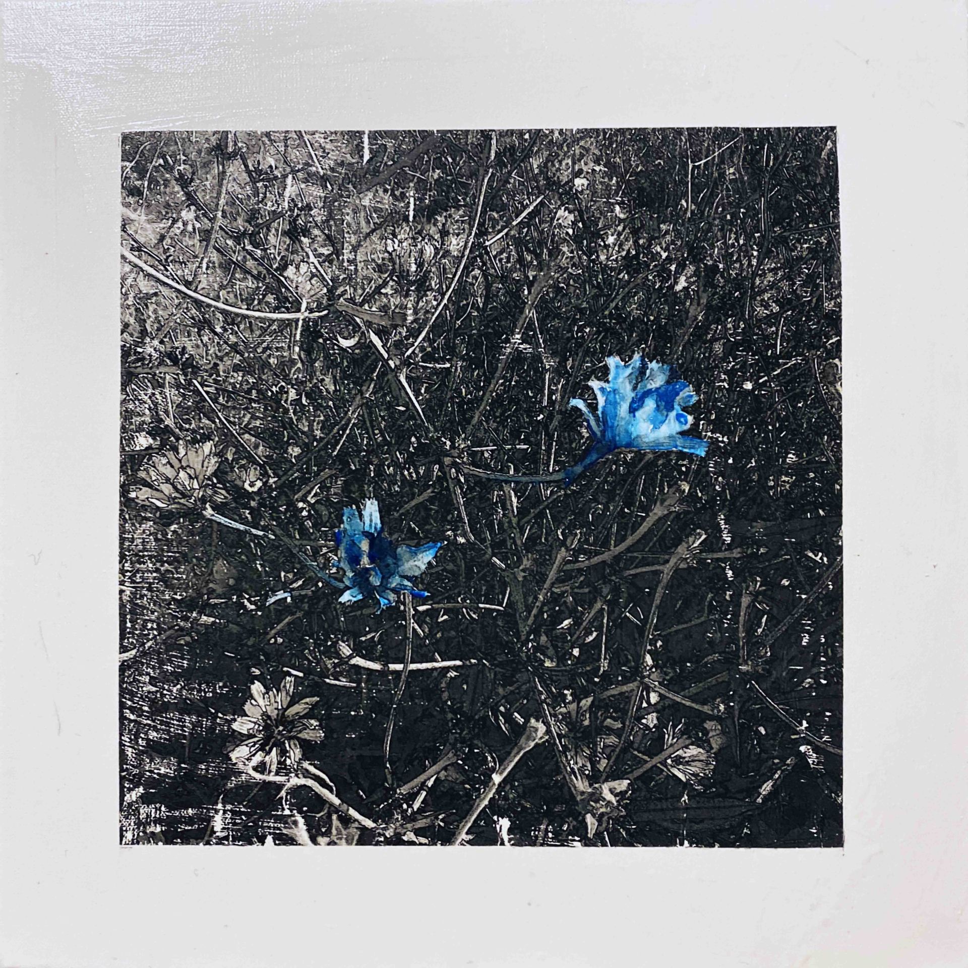 Fleurs bleues, technique de transfert d'images sur toile 3D retravaillé à l'encre en bichrome 40x40 cm, 2020