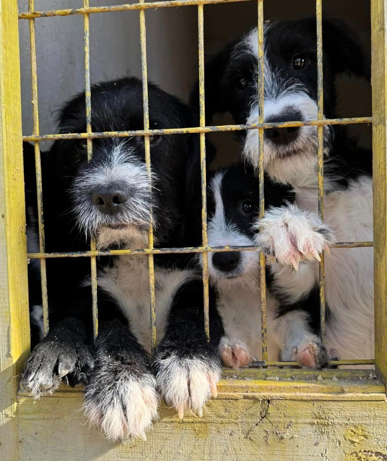 Ungarische Hunde im Tierheim