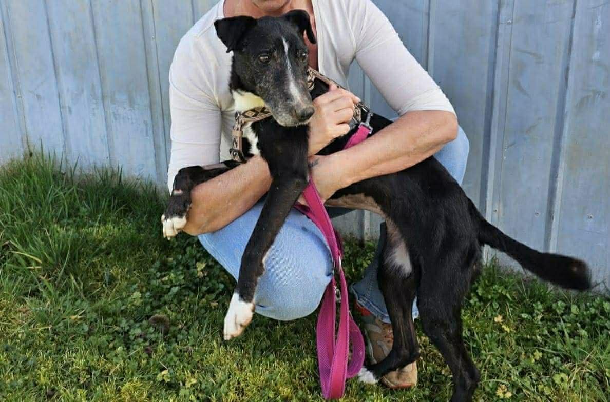 Ungarische Hunde im Tierheim