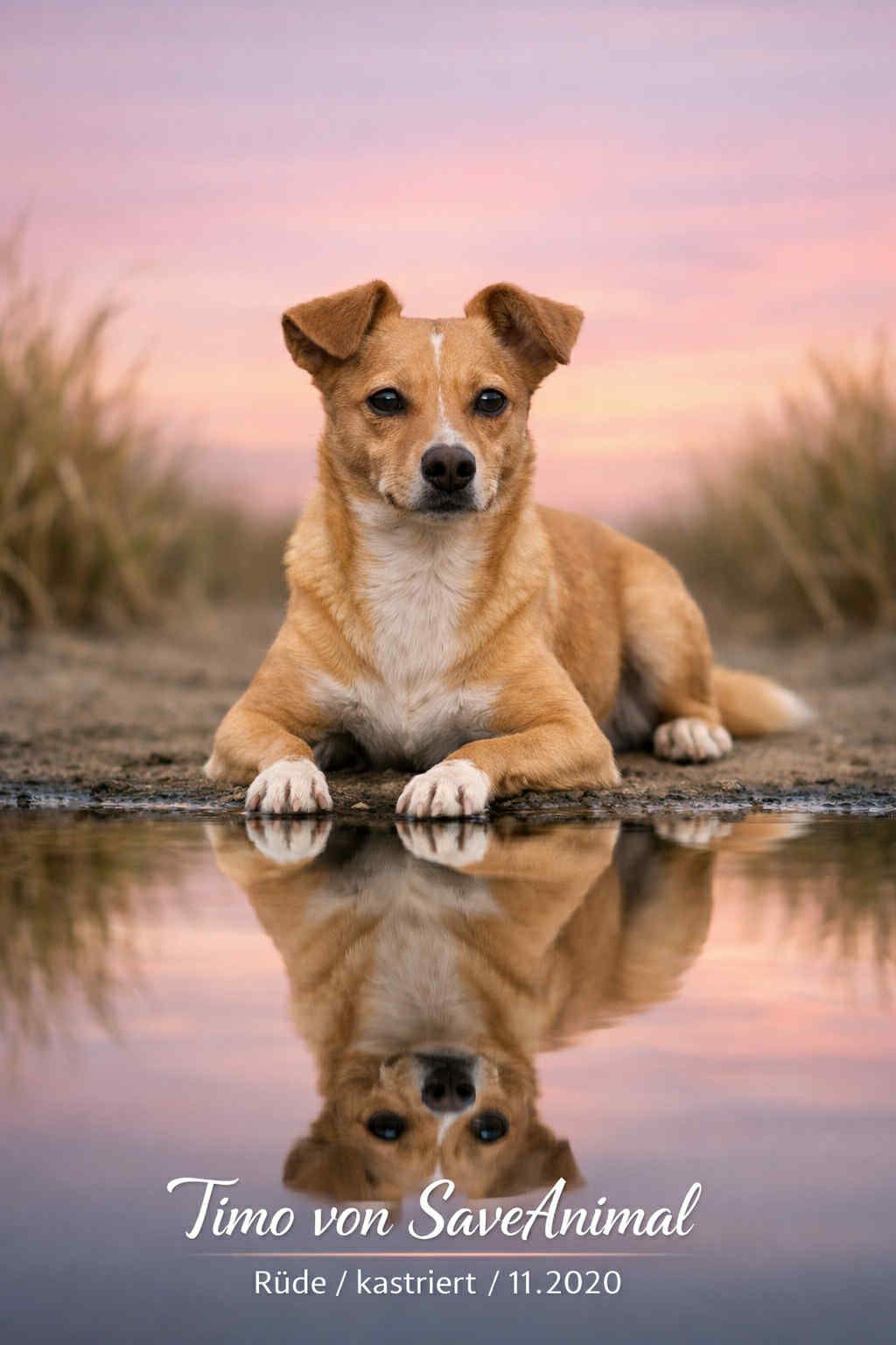 Ungarische Hunde im Tierheim