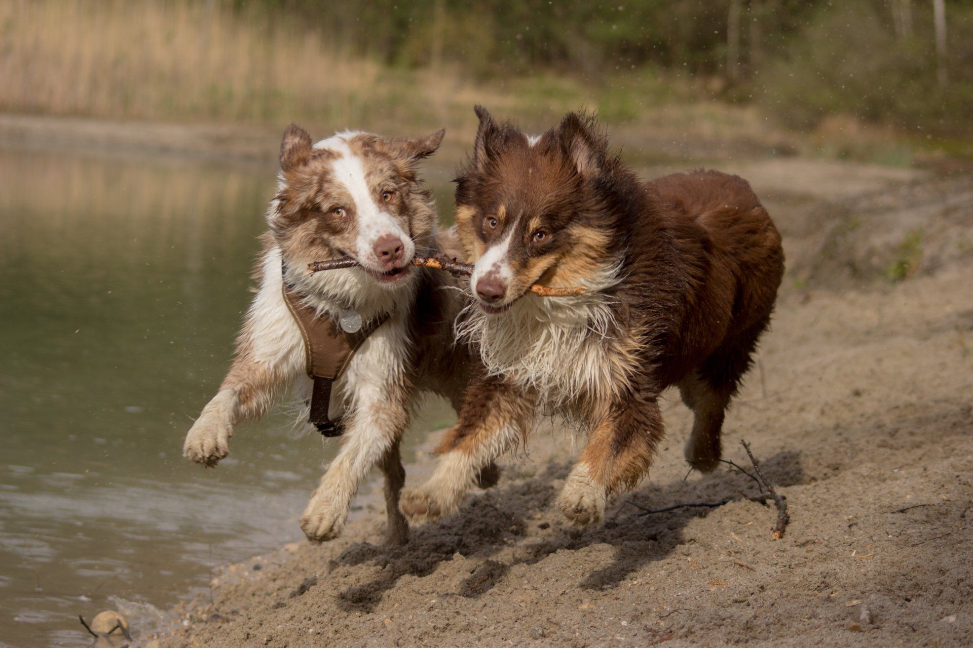 Australien shepert,red tri,spiel,wasser,strand