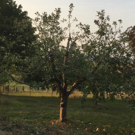 Baum nach Sommerschnitt