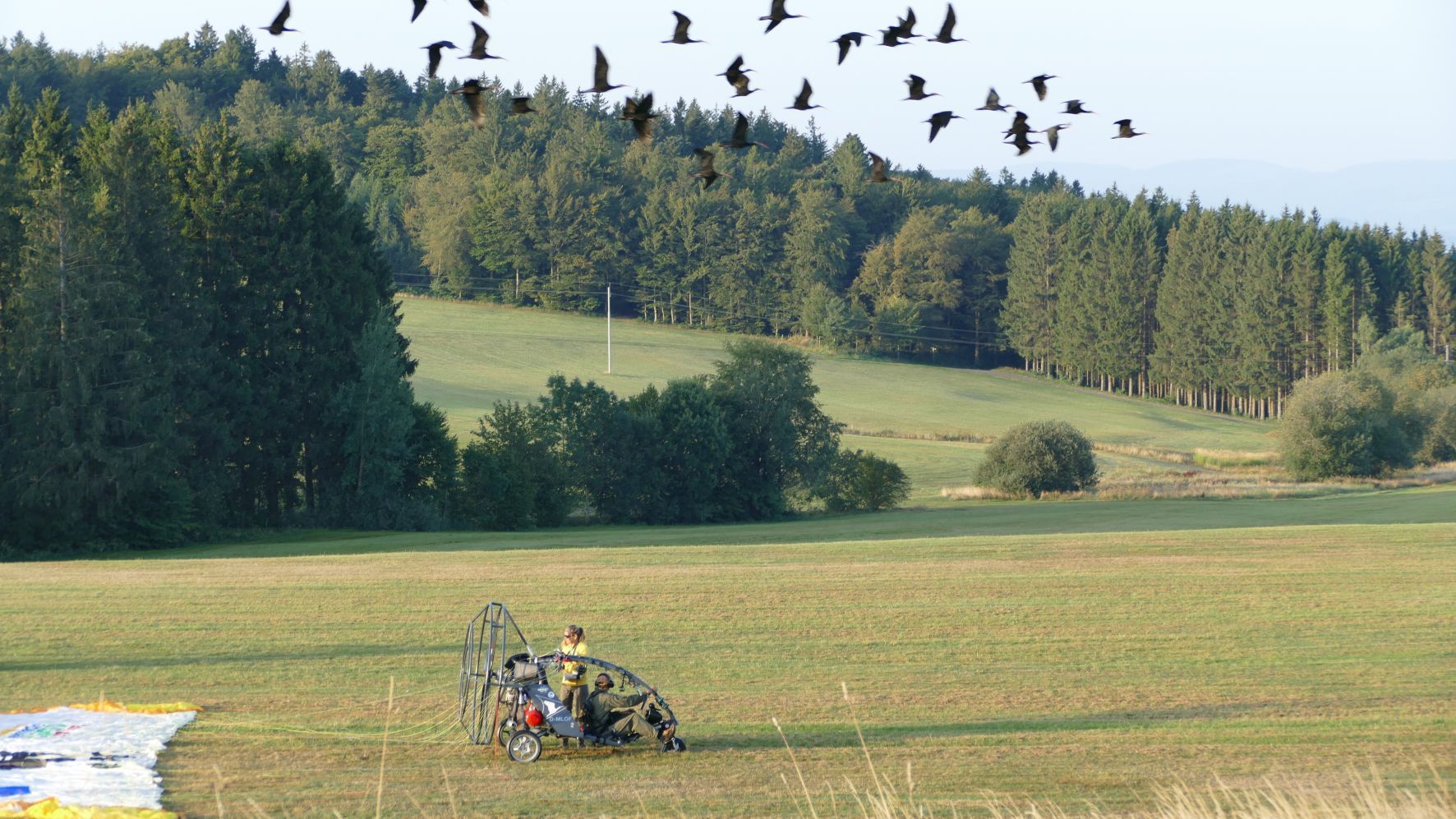 Die Waldrappen auf dem Flugplatz Hütten/Hotzenwald Ein Schwarm schwarzer Vögel in der Luft, darunter ein Motorschirm am Boden, neben dem eine gelb gekleidete Person steht.