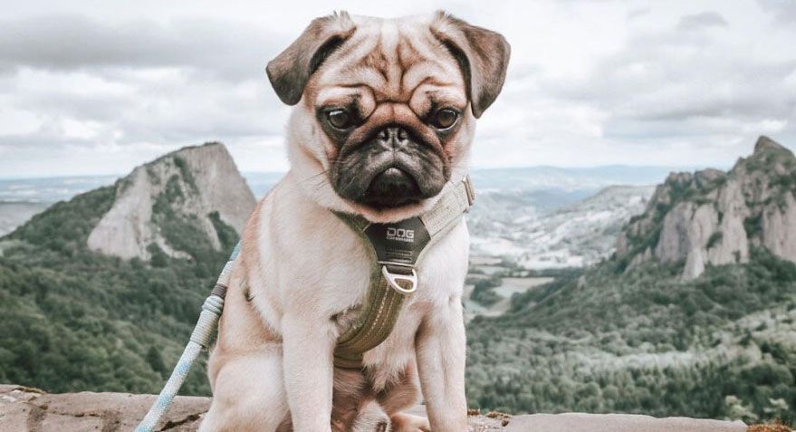 Go camping in Auvergne with your dog