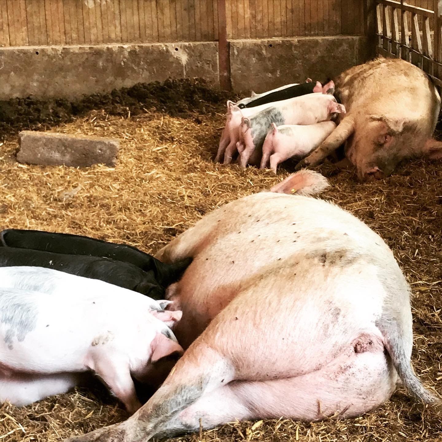 Camping à la ferme en Auvergne