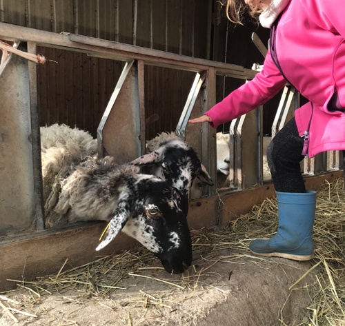 Camping con visita a la granja para niños en Auvergne