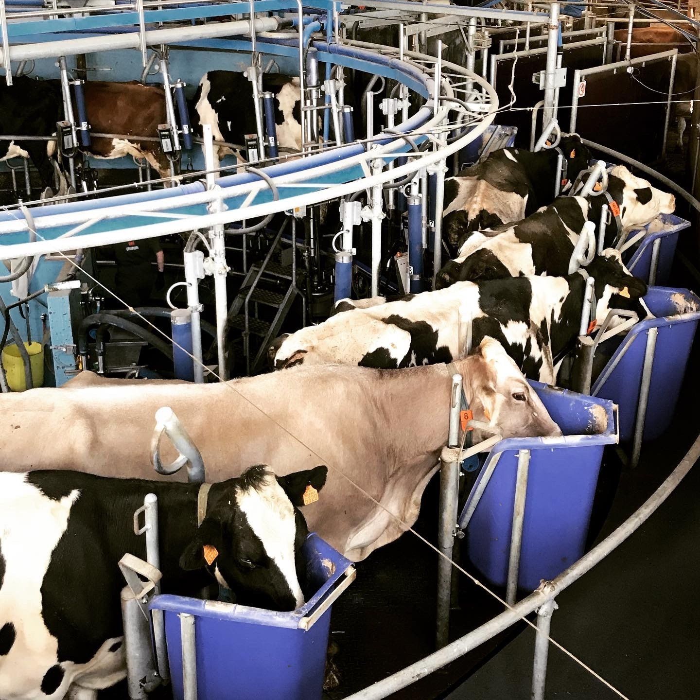 Boerderijbezoek nabij het kampeerterrein in Auvergne