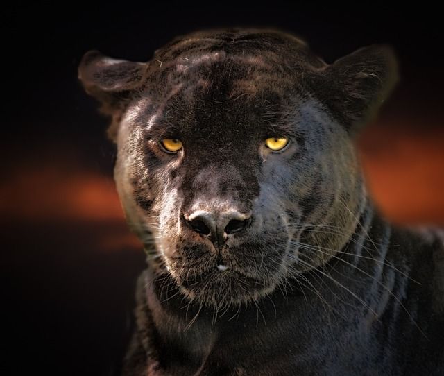 Le jaguar de l'ennéagramme