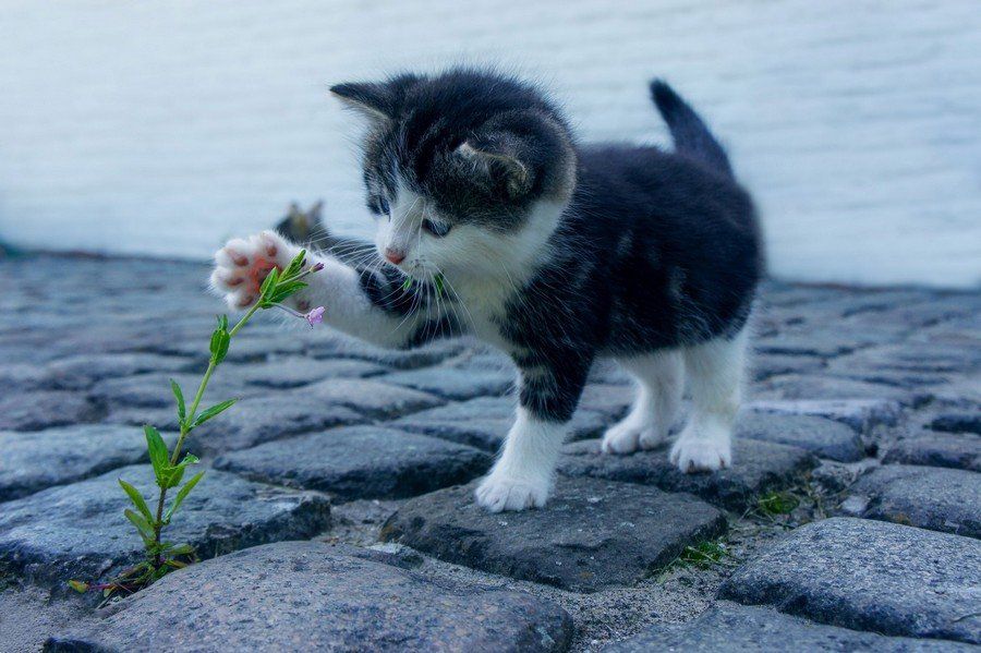 métaphore maman chat