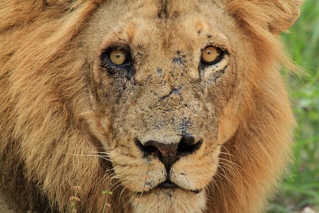 scar le dominant n'est pas très courageux