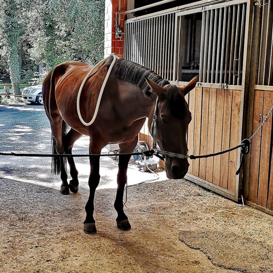 PEMF - Magnetfeldtherapie