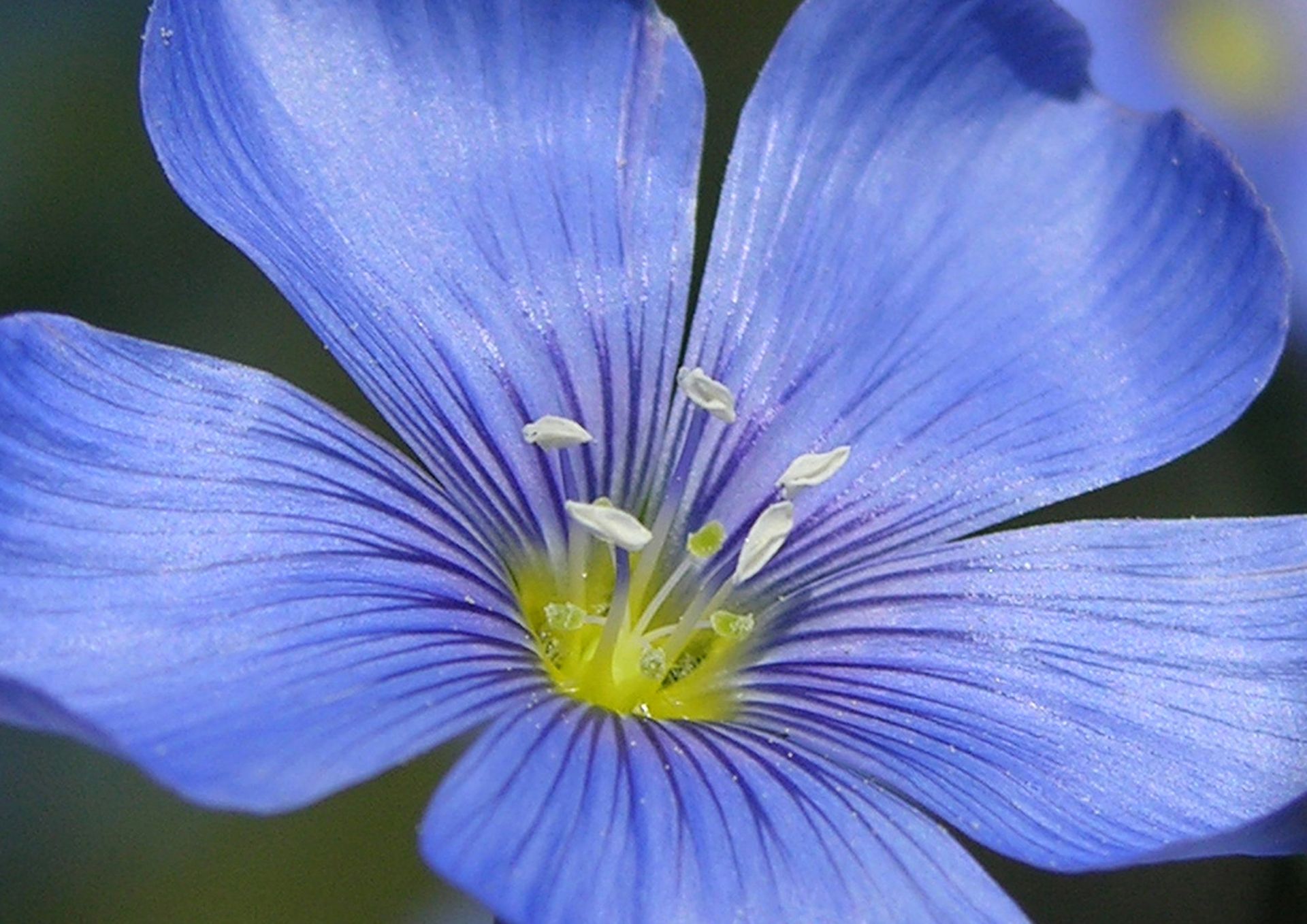 Blue Flax Photo Card