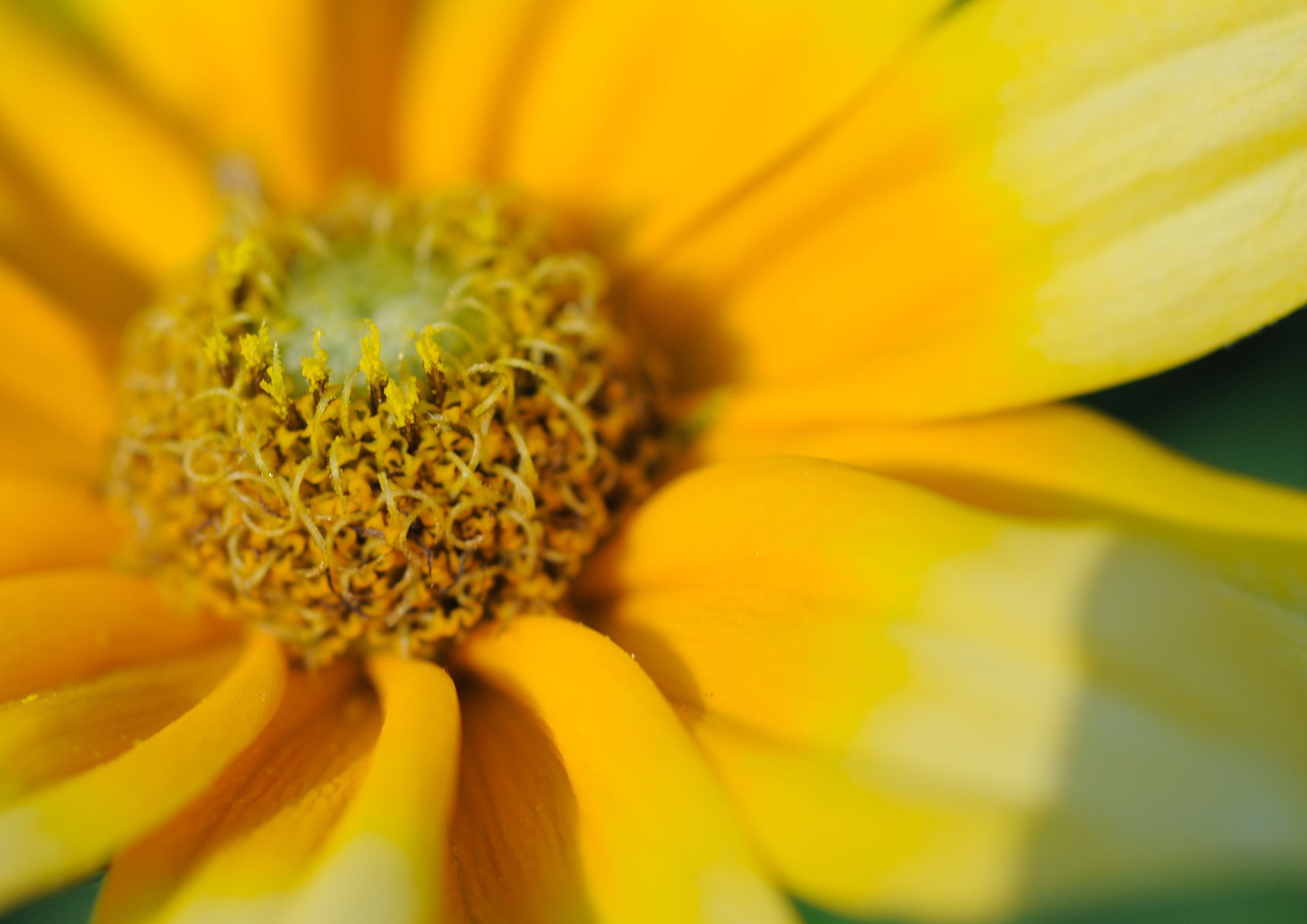 Collard Lizard Print Collard Lizard