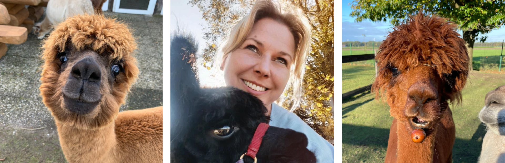 Sandra-Lea Freimuth und Ihre Alpakas an den Aussenseiten megasüße braune Alpakas schauen in Kamera, Mitte Sandra-lLea Freimuth mit einem schwarzen Alpaka im Arm