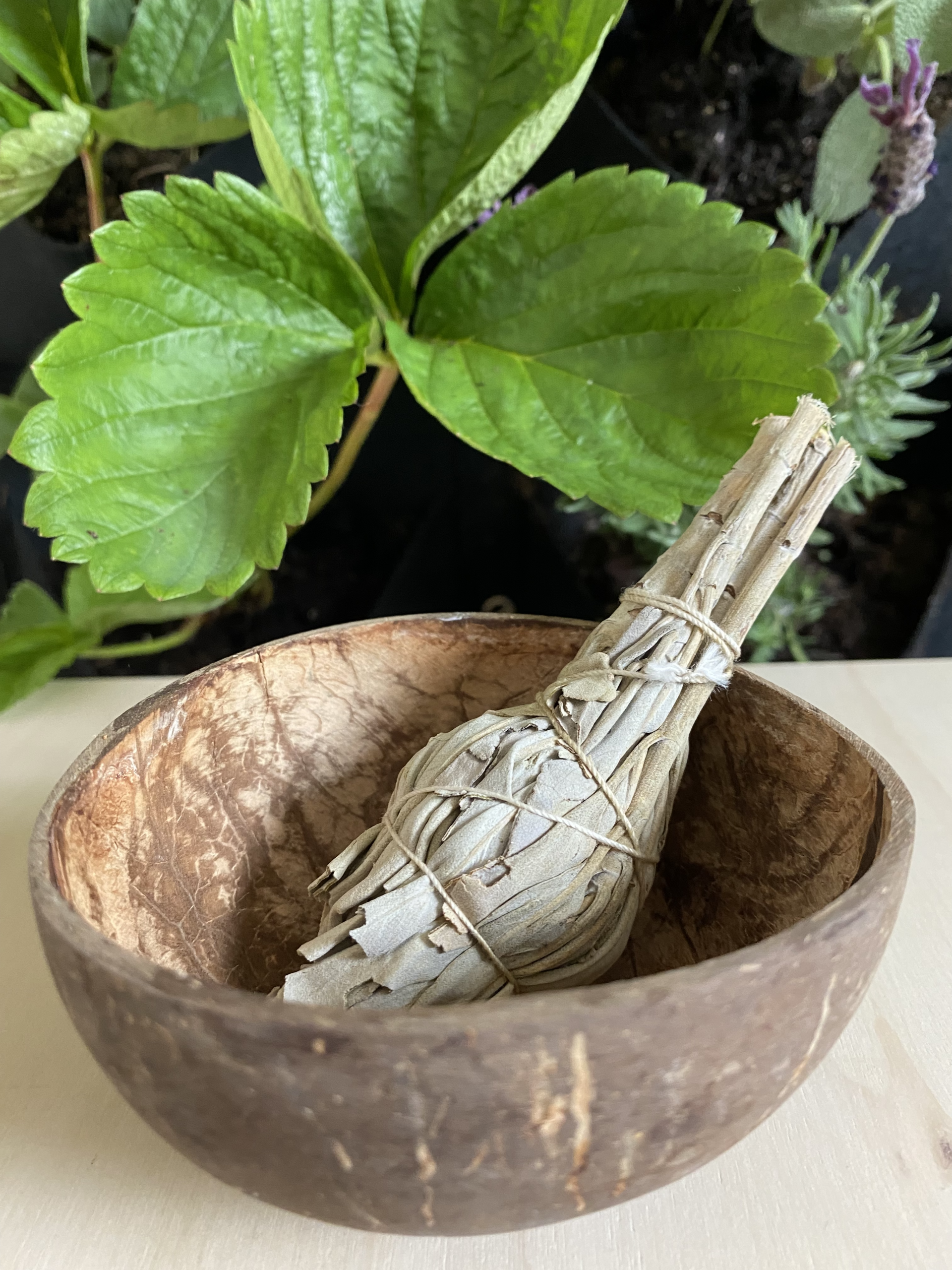 Our Lady of Greens sage for smudges
