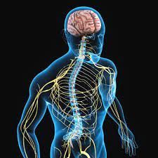 The endocrine system is the network of glands and organs that produce and regulate hormones