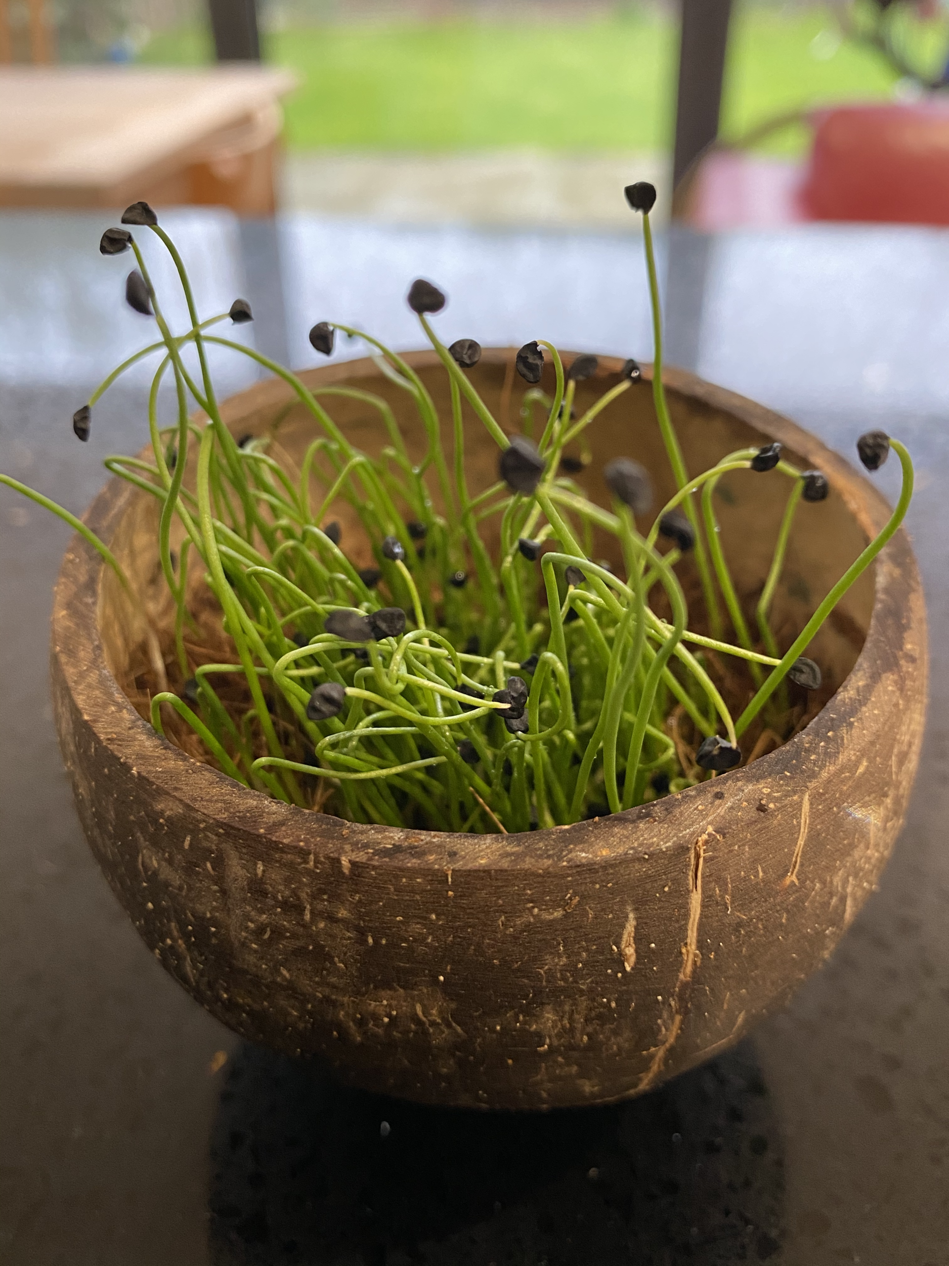 Our Lady of Greens' blog Bowl of microgreens by Our Lady of Greens