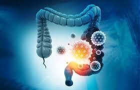 The Gut–Microbiome–Brain Axis strengthens the Inner Compass