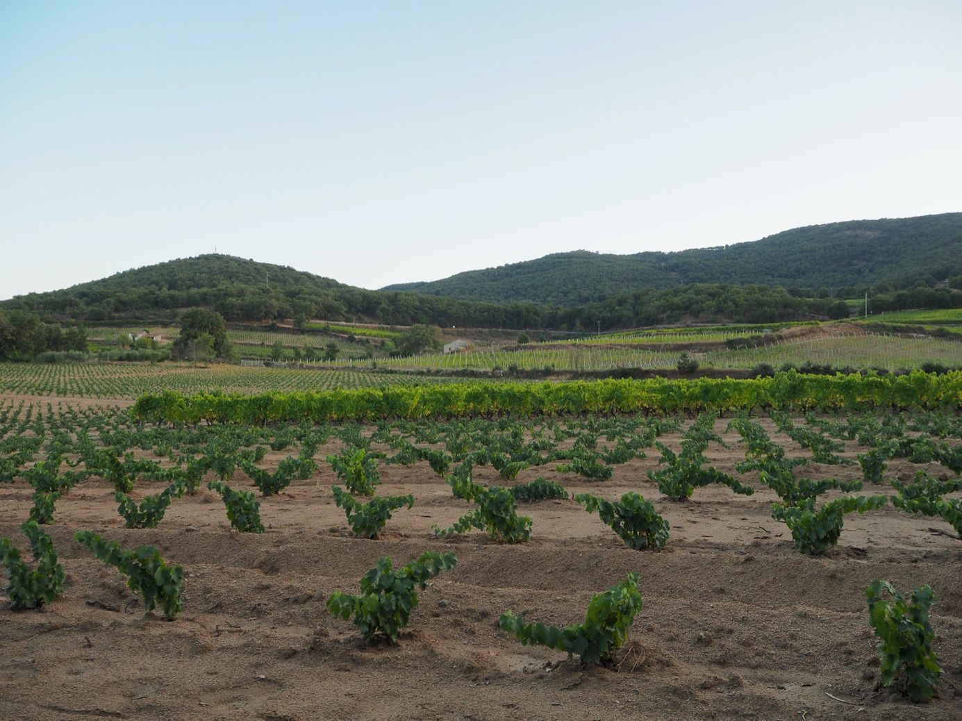 Weinanbau Sardinien