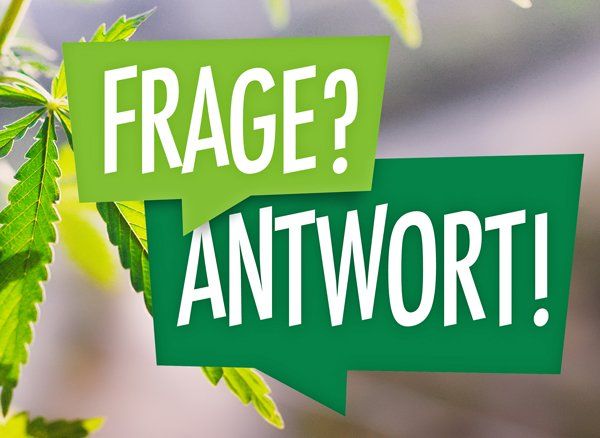 Cannabis-was-ist-das,Fragen-zu-Hanf,Fragen-zu-Hanföl fragen-und-antworten-zu-hanf,fragen-zu-marihuana,fragen zu-cbd