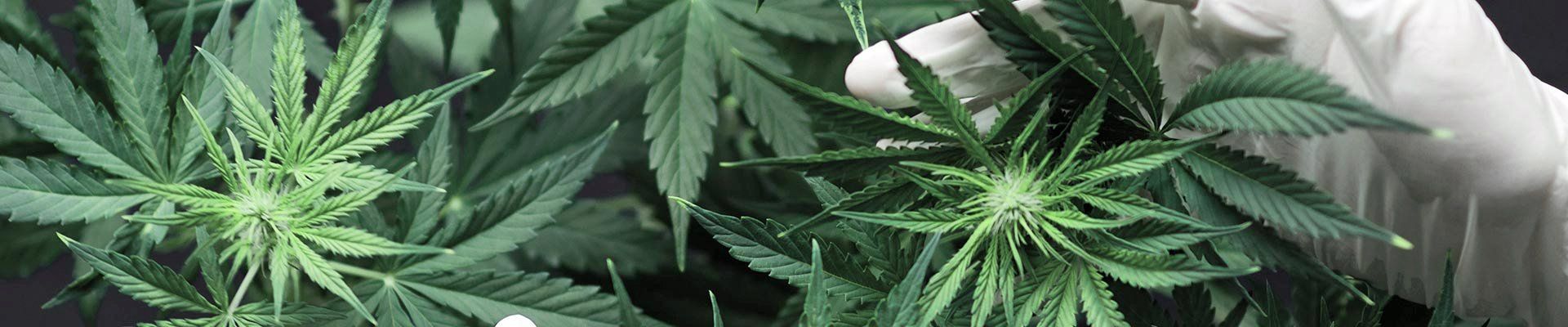 hempmate-firmenkunde